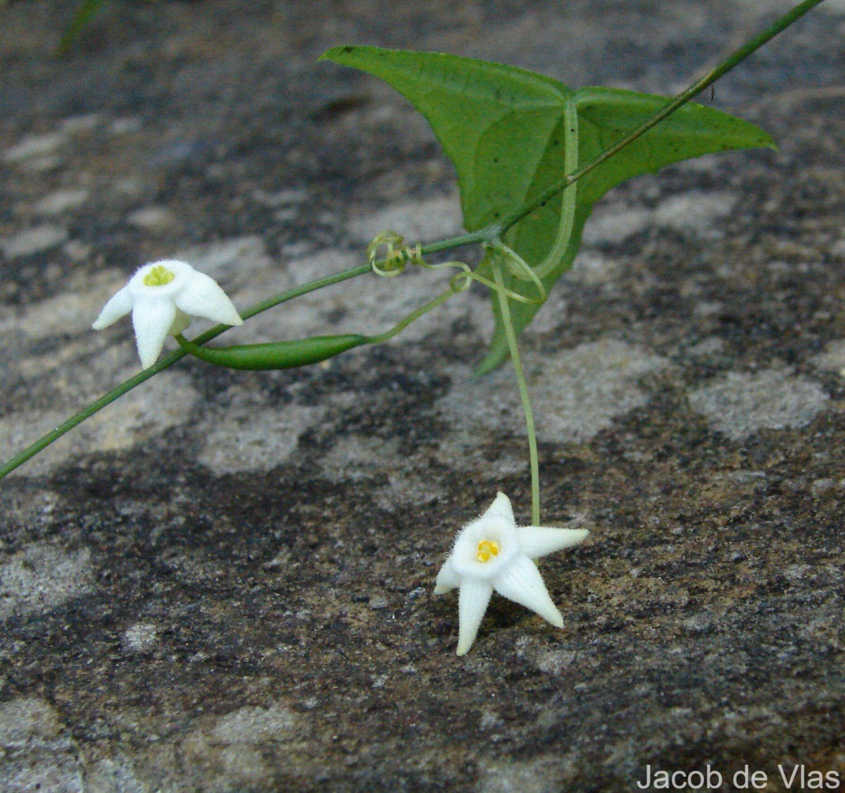 Zehneria thwaitesii (Schweinf.) C.Jeffrey